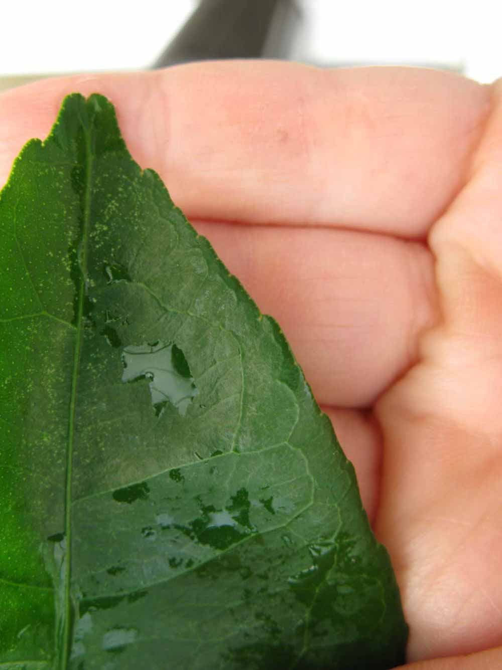              Margin (Phillip Rucks Citrus Nursery, Frostproof, FL)       